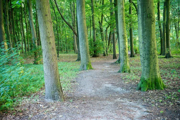 Caminho Lamacento Com Árvores Densamente Embaladas Haagse Bos Floresta Haia — Fotografia de Stock