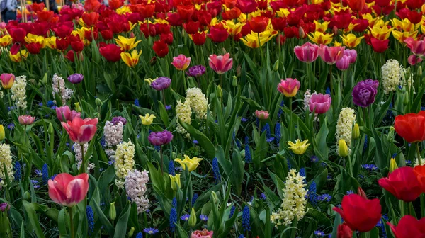 Nederländerna Lisse Europa Närbild Blomma — Stockfoto