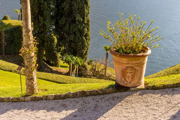 Avrupa, İtalya, Lecco, Como Gölü, bahçede bir bitki