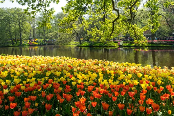 Holandia Lisse Europa Scenic Widok Lake Przez Planty Park — Zdjęcie stockowe