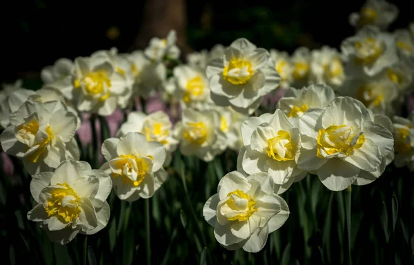 Hollanda Lisse Avrupa Bir Çiçeğe Yakın Çekim — Stok fotoğraf