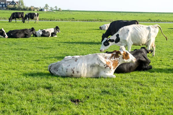 Nederland Wetlands Maarken Europa Cows Grazing Field — Stockfoto