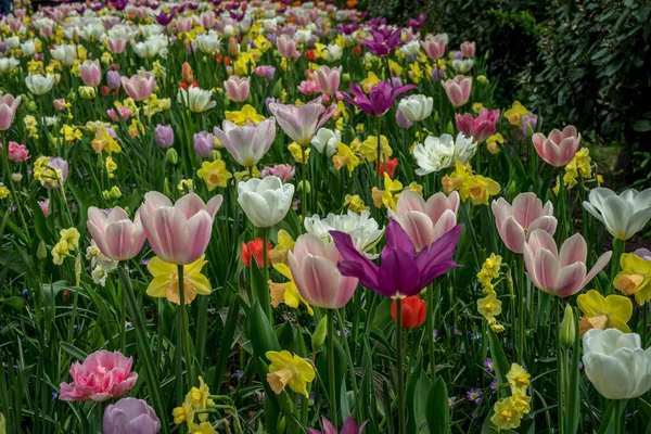 Netherlands Lisse Europe Close Pink Tulips Field — стокове фото