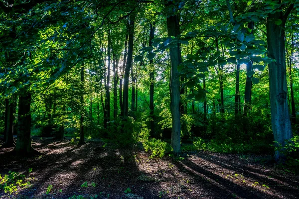 Солнечный Свет Сквозь Густо Упакованные Деревья Хаагсе Бос Лес Хаге — стоковое фото