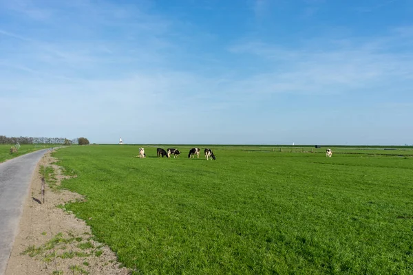 Países Bajos Humedales Maarken Europa Vista Escena Del Campo Grasas — Foto de Stock