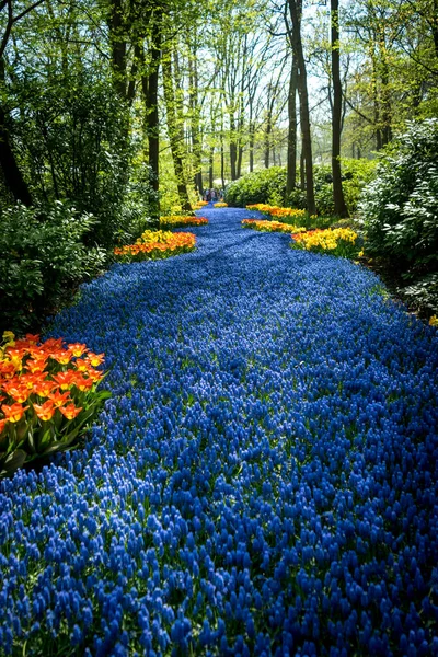 Países Bajos Lisse Europa Primer Plano Jardín Flores — Foto de Stock