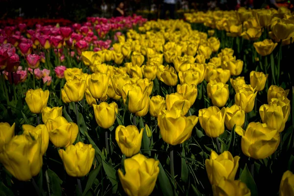 Nederländerna Lisse Europa Närbild Blomma — Stockfoto