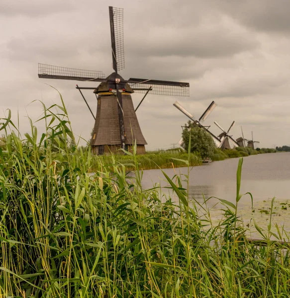 Нидерланды Роттердам Феттель Ветряная Мельница Над Пышной Зеленой Травой Вдоль — стоковое фото