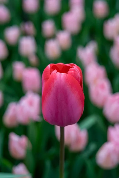 Flower Garden Netherlands Europe Hand Holding Red Flower — Stock Photo, Image