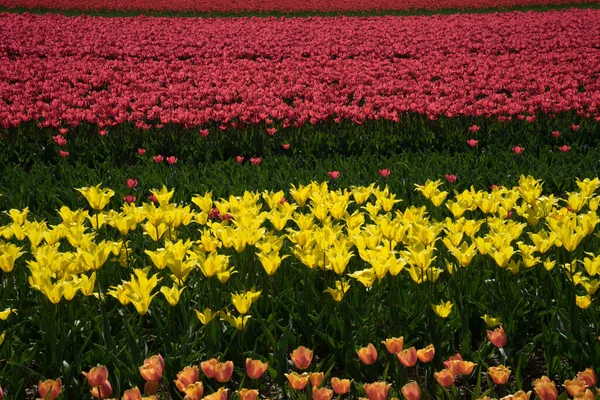 Holandia Lisse Europa Żółty Kwiat Polu — Zdjęcie stockowe