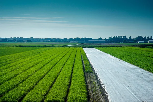 Holandia Holandia Południowa Europa Długa Zielona Trawa — Zdjęcie stockowe