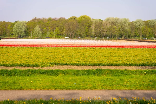 Nizozemsko Lisse Evropa Letadlo Sedící Bujné Zelené Louce — Stock fotografie