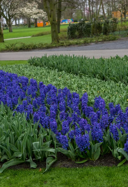 Jardín Flores Países Bajos Europa Grupo Flores Púrpuras Hierba Verde — Foto de Stock