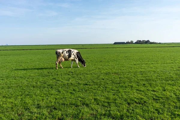 Países Bajos Humedales Maarken Europa Una Vaca Pastando Exuberante Campo — Foto de Stock