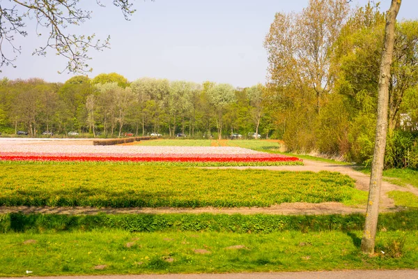 Netherlands Lisse Europe Close Lush Green Field — стоковое фото