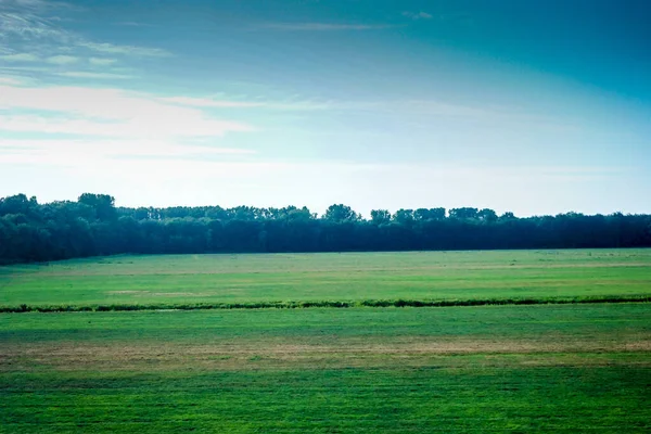 Pays Bas Hollande Méridionale Europe Grand Champ Vert Avec Des — Photo