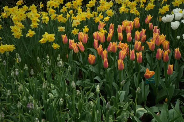Bellissimi Fiori Tulipano Colorati Con Bellissimo Sfondo Una Giornata Primavera — Foto Stock