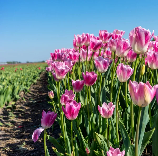 Niederlande Lisse Europa Eine Nahaufnahme Von Einem Strauß Lila Blumen — Stockfoto