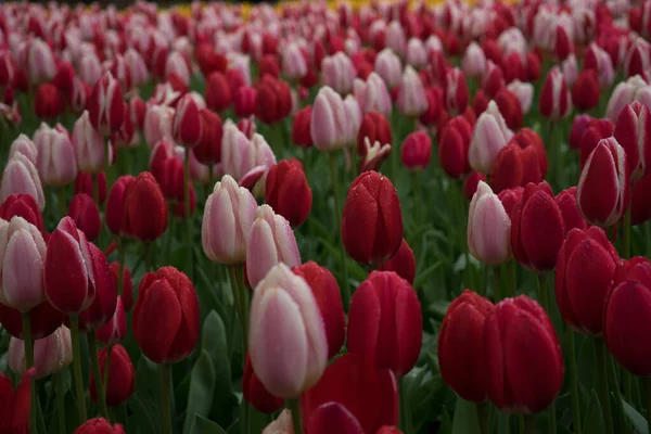 Vackra Färgglada Tulpanblommor Med Vacker Bakgrund Vårdag — Stockfoto