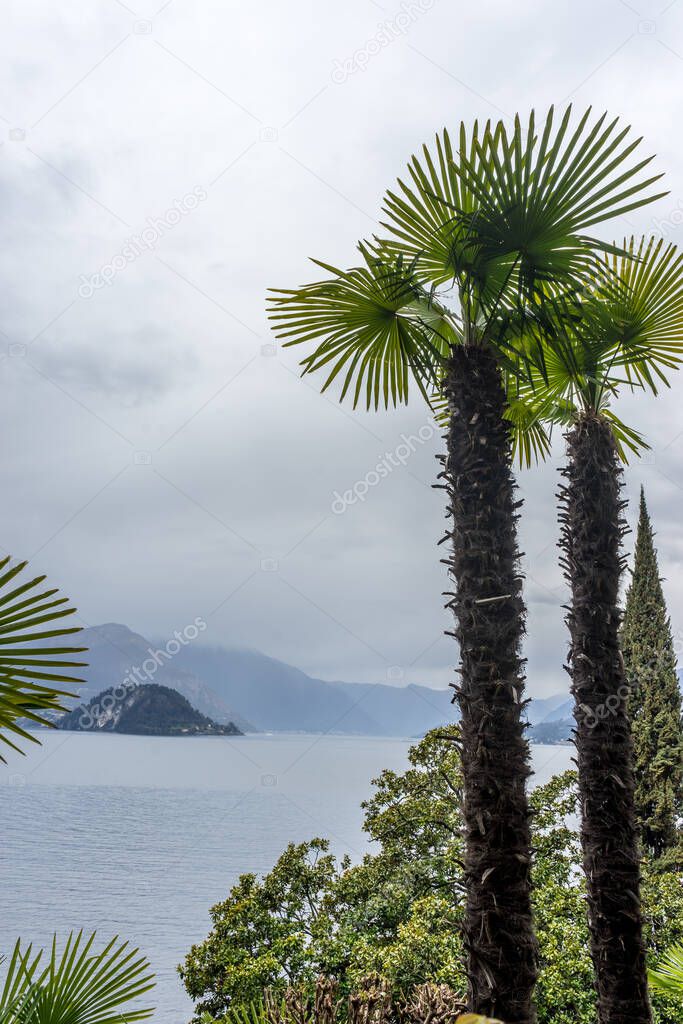 Europe, Italy, Varenna, Lake Como, a group of palm trees next to a body of water
