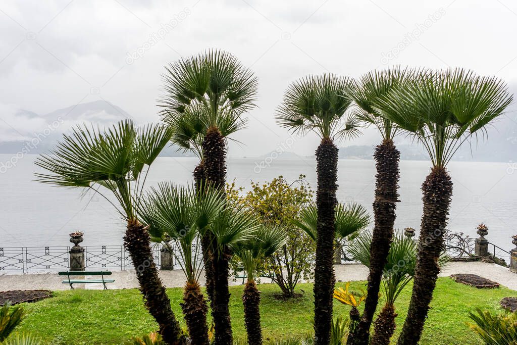 Europe, Italy, Varenna, Lake Como, a group of palm trees