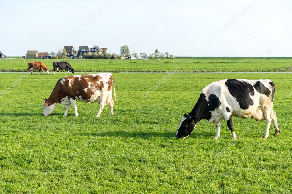 Netherlands,Wetlands,Maarken,Europe, a group of cattle grazing on a lush green field