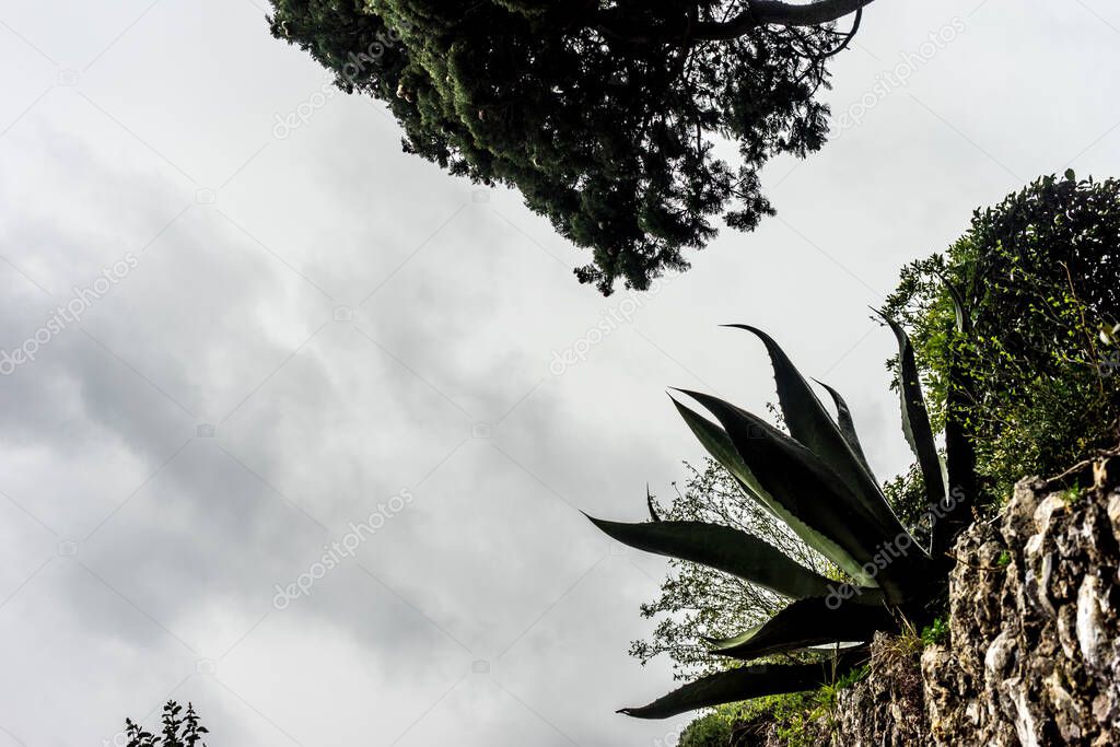 Europe, Italy, Varenna, Lake Como, a group of palm trees next to a tree