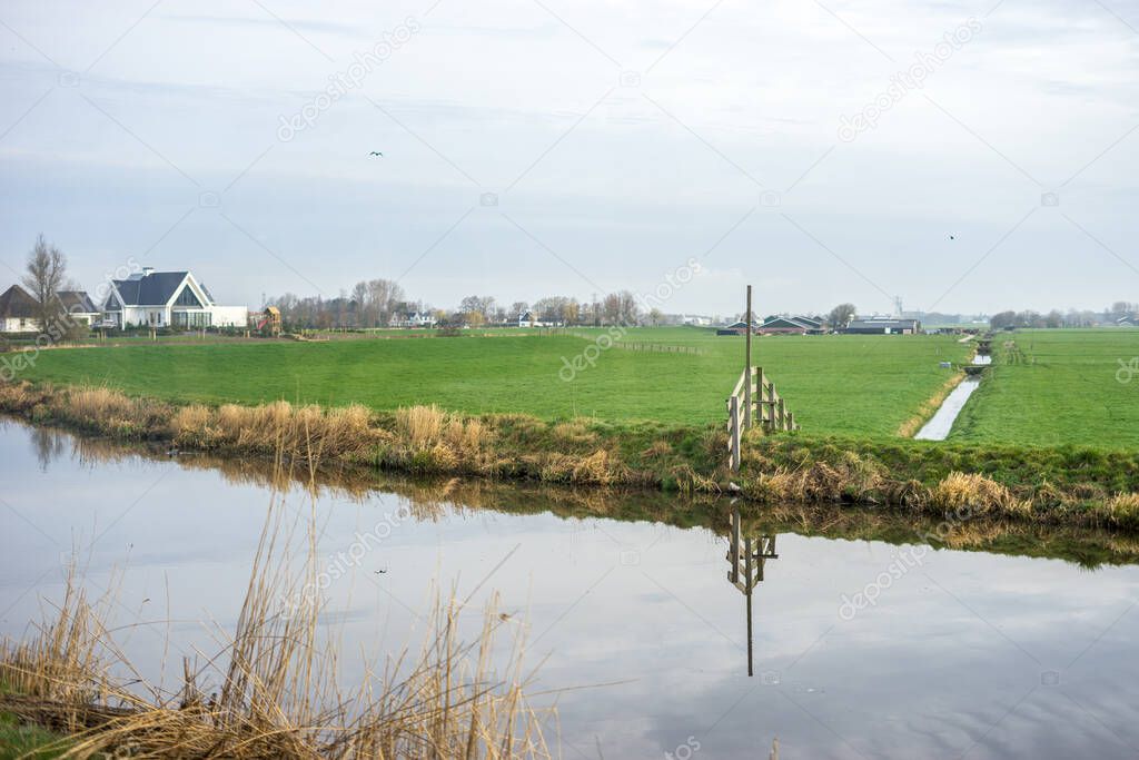 Flower garden, Netherlands, Europe, a flock of seagulls standing on grass near a body of water