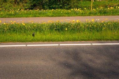 Hollanda, Lisse, Avrupa, çimlerde sarı bir çiçek