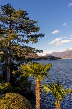 Avrupa, İtalya, Lecco, Como Gölü, gölün yanında bir ağaç