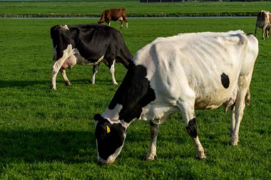 Hollanda, Sulak Topraklar, Maarken, Avrupa, yemyeşil bir tarlanın tepesinde duran sığır sürüsü.