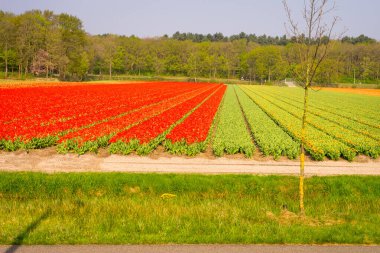Hollanda, Lisse, Avrupa, AGRICULTURAL Alanının Sahne Görüntüsü