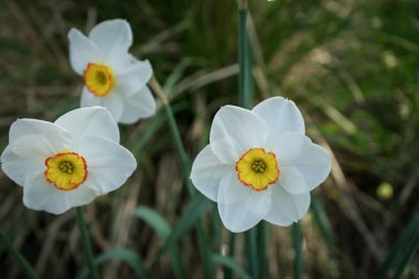 Hollanda, Lisse, Avrupa, BEYAZ DAFFODIL KAPALI