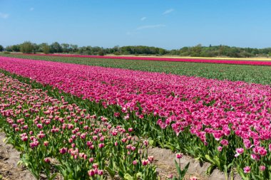 Hollanda, Lisse, Avrupa, tarlada kırmızı bir çiçek