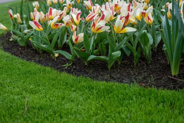 Çiçek bahçesi, Hollanda, Avrupa, tarlada bir çiçek