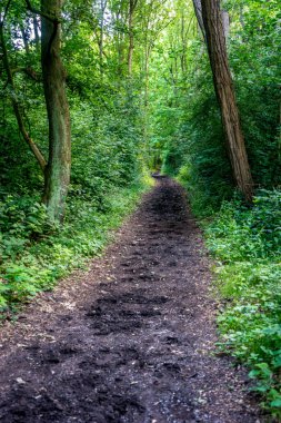 Haagse Bos 'ta her iki taraftaki ağaçların olduğu karanlık bir yol, Lahey' deki orman, Hollanda, Avrupa