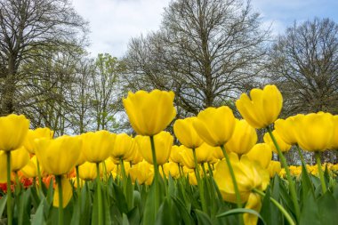 Hollanda, Lisse, Avrupa, sarı çiçeklerle dolu bir vazo
