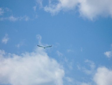 İsviçre, Lauterbrunnen, Avrupa, Gökte Uçan Kuşun Düşük Açı Görünümü