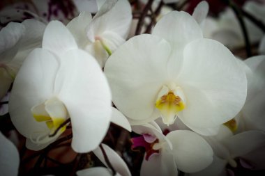 Hollanda, Lisse, Avrupa, Beyaz Orkidelerin Yakın Çekimi