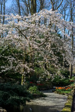 Çiçek bahçesi, Hollanda, Avrupa, ormandaki bir ağaç