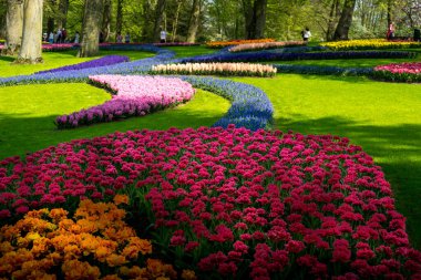 Hollanda, Lisse, Avrupa, parkta renkli bir çiçek bahçesi
