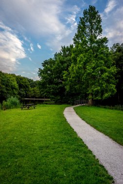 Haagse Bos 'ta yeşil çimenli çamurlu yol, Lahey' de orman, Hollanda, Avrupa