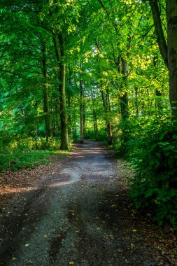 Haagse Bos 'ta yol açan çamurlu bir yol. Lahey' de, Hollanda 'da, Avrupa' da her iki tarafında da ağaçlar olan bir orman.