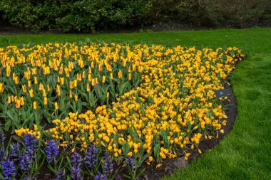 Çiçek bahçesi, Hollanda, Avrupa, Keukenhof, arka planda Keukenhof olan sarı bir çiçek.