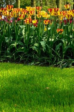 Hollanda, Lisse, Avrupa, tarlada sarı bir çiçek