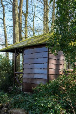 Çiçek bahçesi, Hollanda, Avrupa, ormanın yanında ahşap bir bank.
