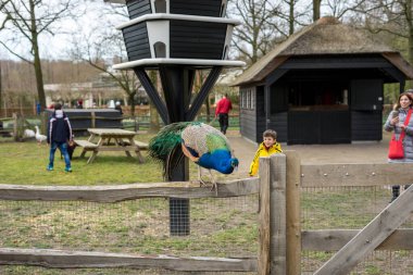 Çiçek bahçesi, Hollanda, Avrupa, ahşap bir çitin tepesinde oturan bir papağan