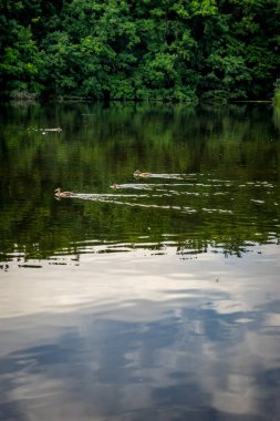 Haagse Bos gölünde yüzen ördekler, Lahey 'deki orman, Hollanda, Avrupa