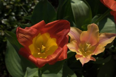 Hollanda, Lisse, Avrupa, bir çiçekte kırmızı bir gül