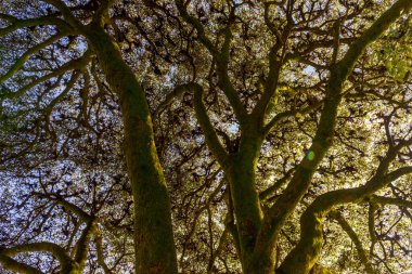 İtalya, Lecco, Como Gölü, bir ağacın gölgesi altında.